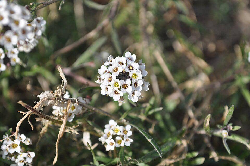 ilustrasi sweet alyssum