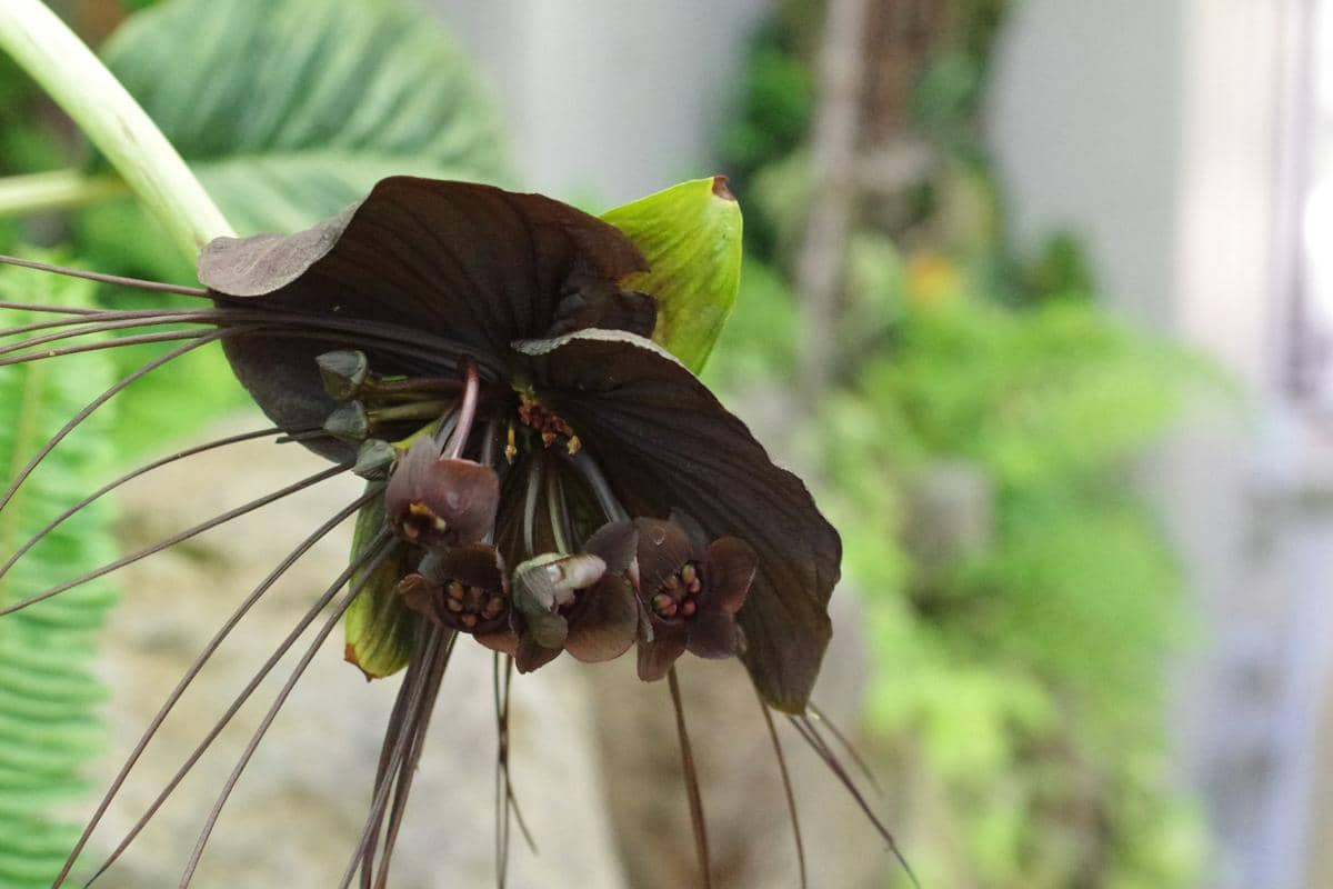 Ilustrasi tanaman Black Bat Flower