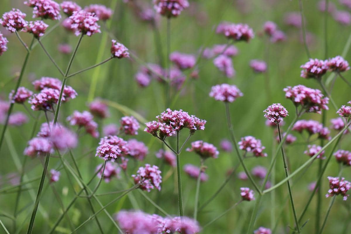 ilustrasi verbena bonariensis