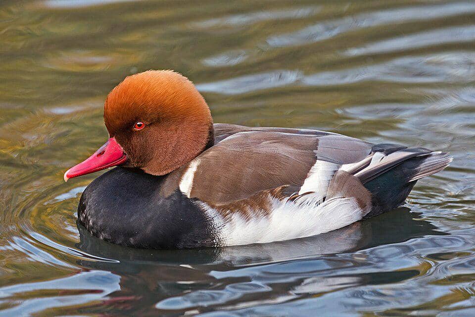 5 Fakta Red Crested Pochard, Bebek Eksotis Penghuni Lahan Basah