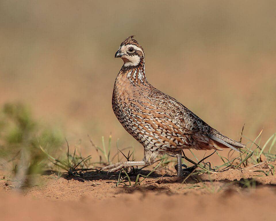 puyuh bobwhite utara