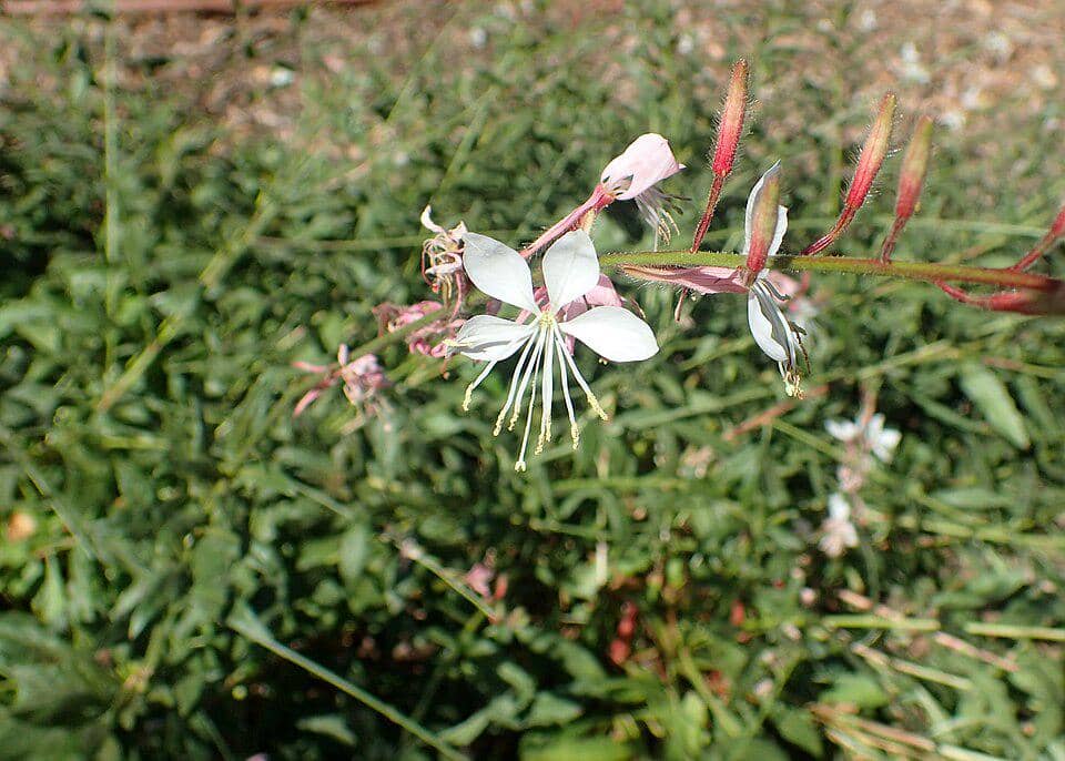 ilustrasi white gaura