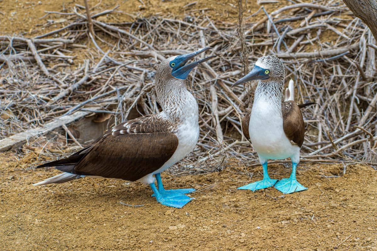 Blue-footed Booby