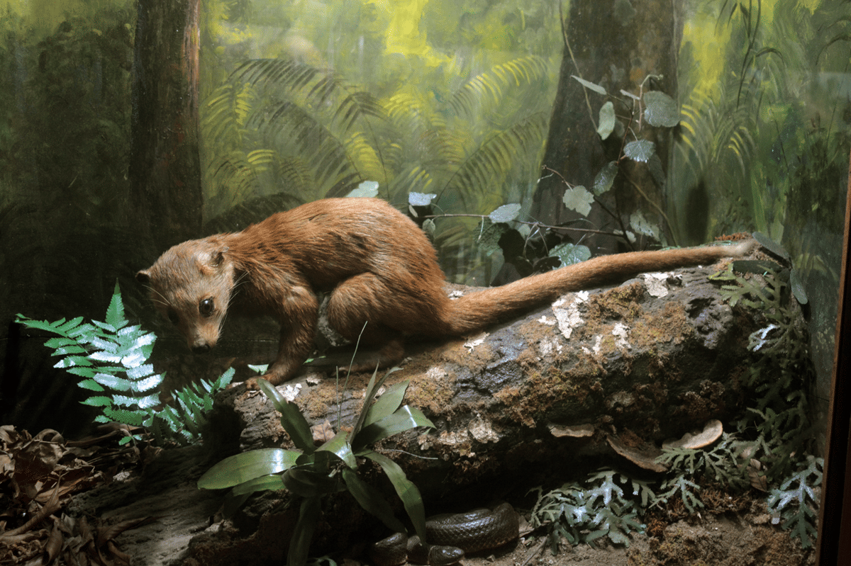 Museum Zoologi