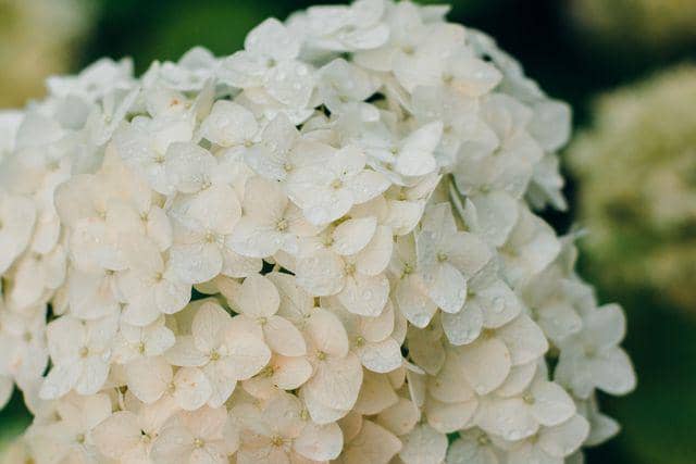 ilustrasi hydrangea putih