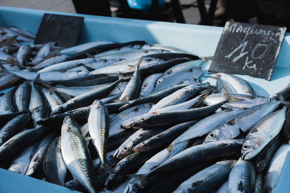 ilustrasi ikan sanma segar