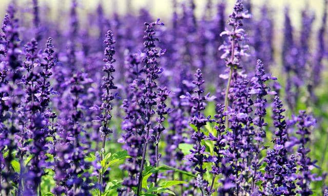 ilustrasi lavender