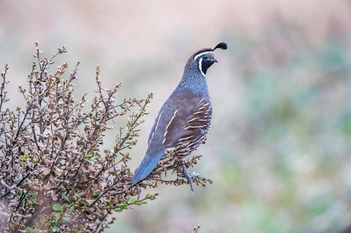 burung puyuh california