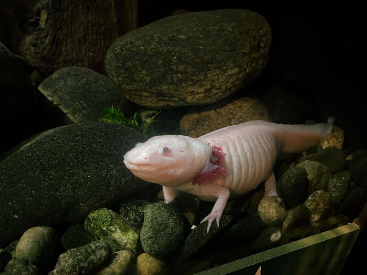 Seekor Axolotl di akuarium
