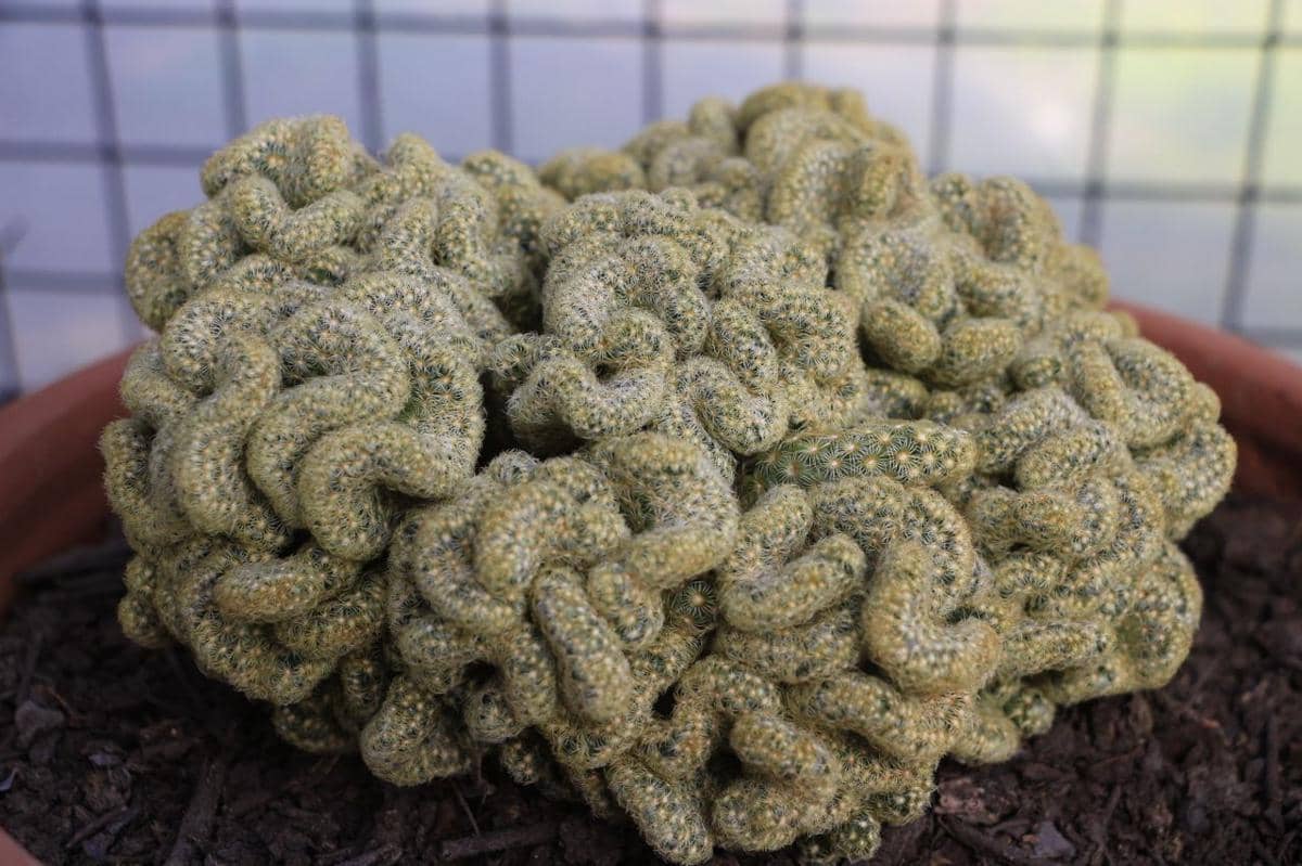Ilustrasi tanaman brain cactus