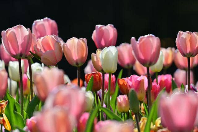 ilustrasi tulip