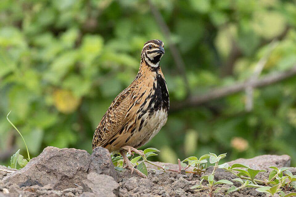 burung puyuh coturnix