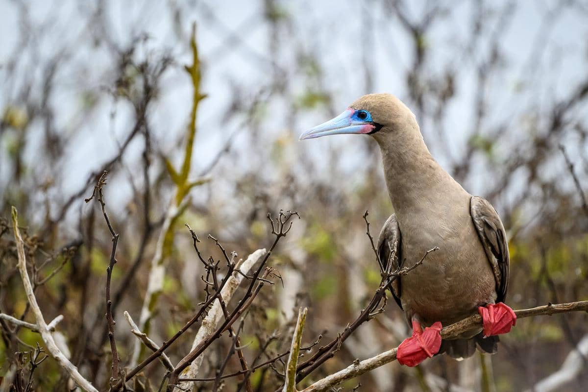 Red-footed Booby