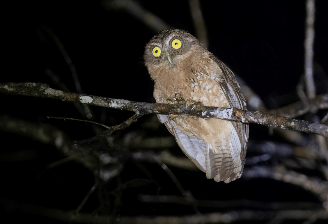5 Fakta Least Boobook, Burung Hantu Mungil yang Hidup di Hutan Sumba
