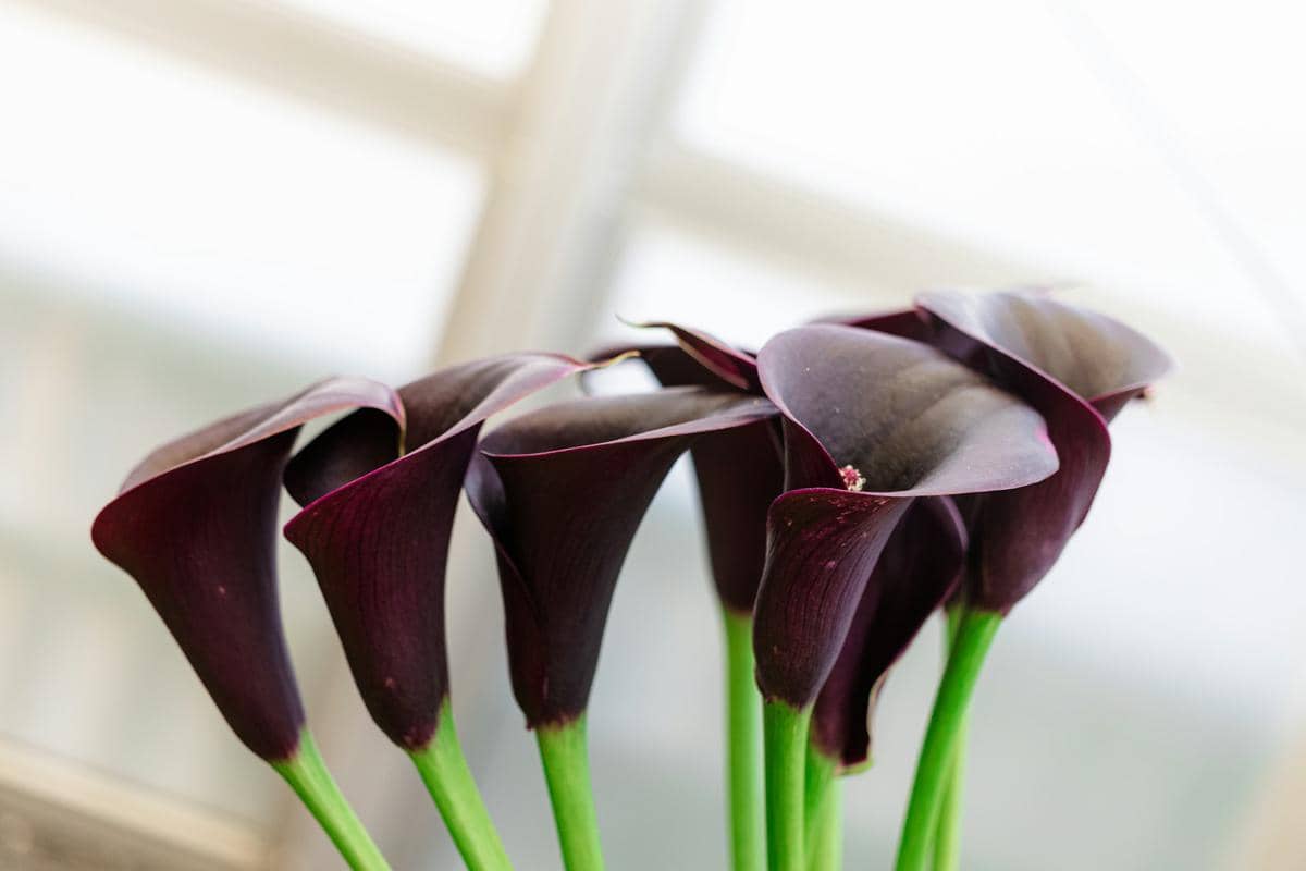 Ilustrasi tanaman ‘Black Star’ Calla Lily