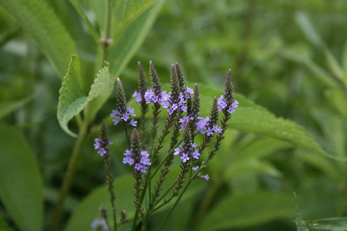 ilustrasi verbena hastata