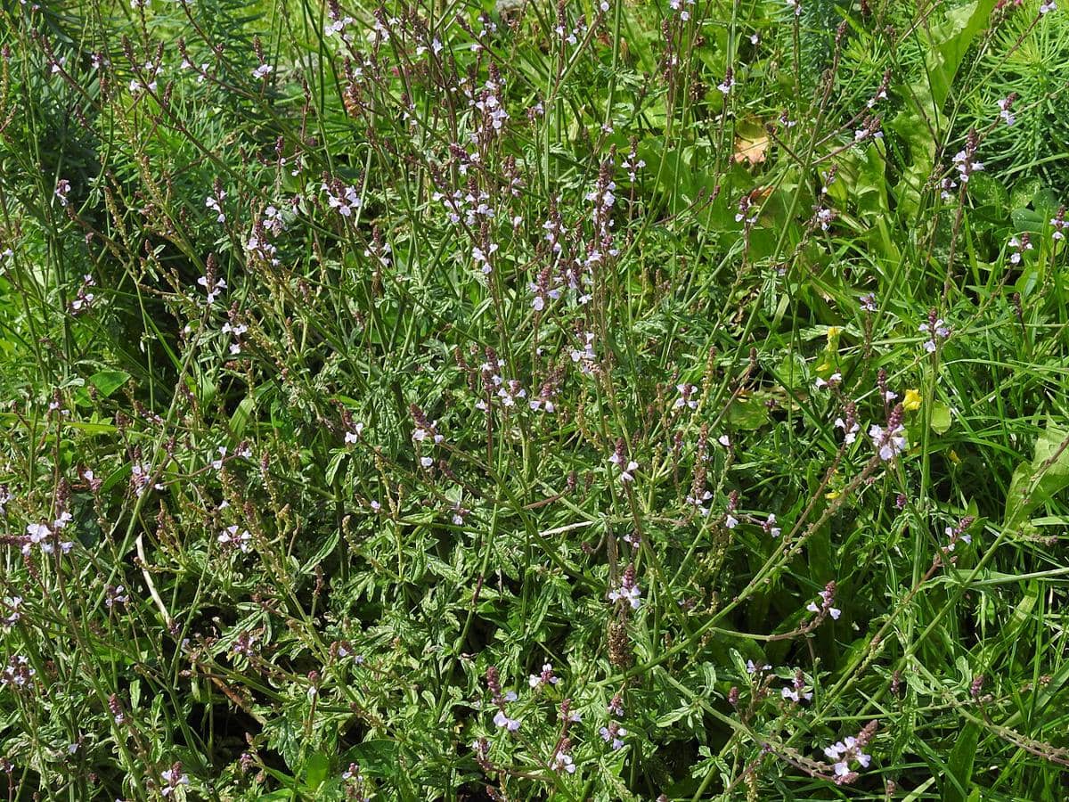 ilustrasi verbena officinalis