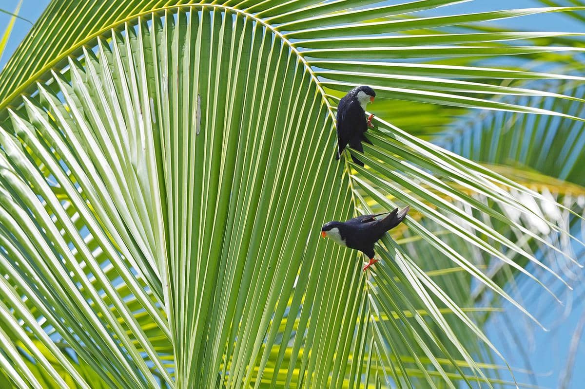 Burung blue looriket