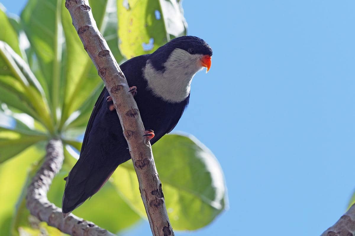 Burung blue looriket