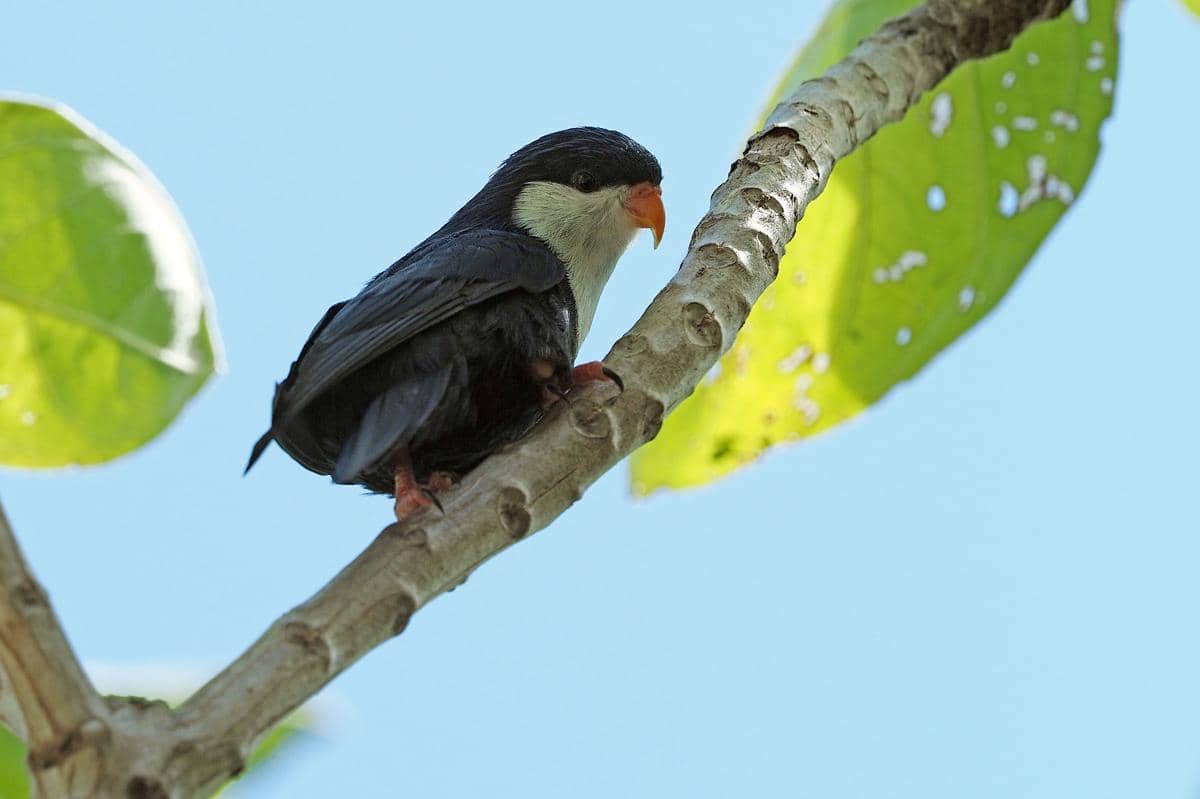 Burung blue looriket