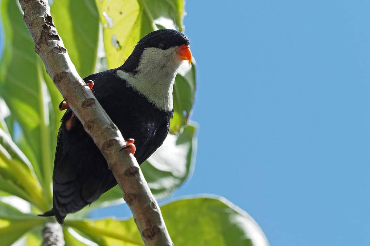 5 Fakta Blue Lorikeet, Burung Biru Cantik dari Polinesia Prancis