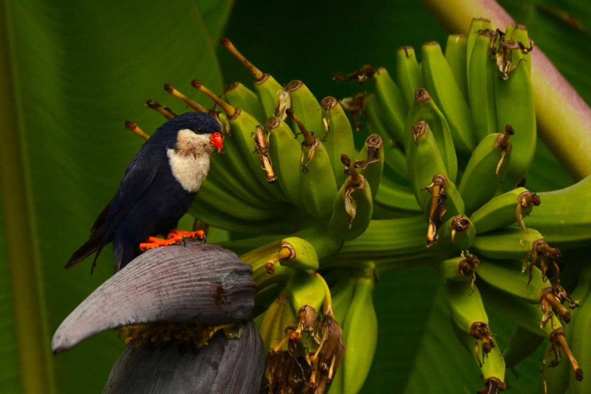 Burung blue looriket