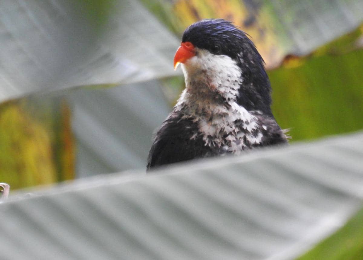 Burung blue looriket