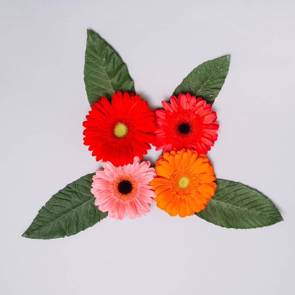 ilustrasi bunga gerbera