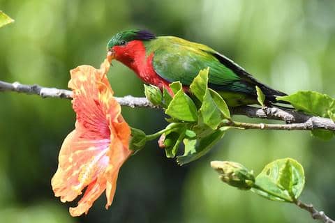 kuhl's lorikeet