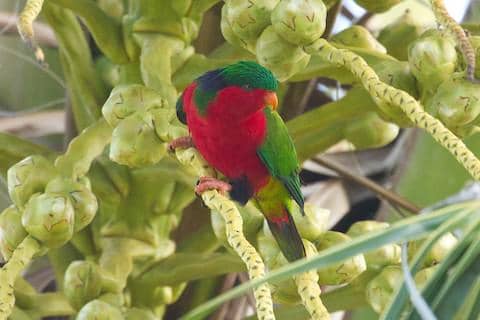 kuhl's lorikeet