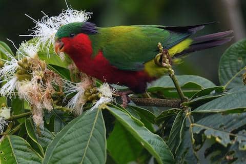kuhl's lorikeet