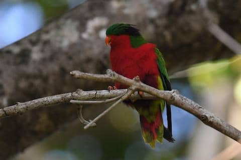 kuhl's lorikeet