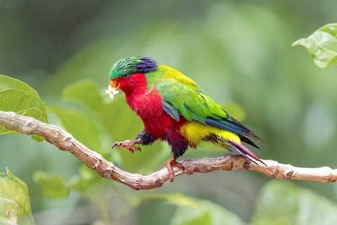 5 Fakta Kuhls Lorikeet, Burung Tropis dengan Pesona Warna yang Memikat