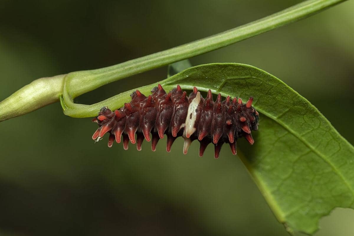Ulat kupu-kupu Common Rose (Pachliopta aristolochiae).