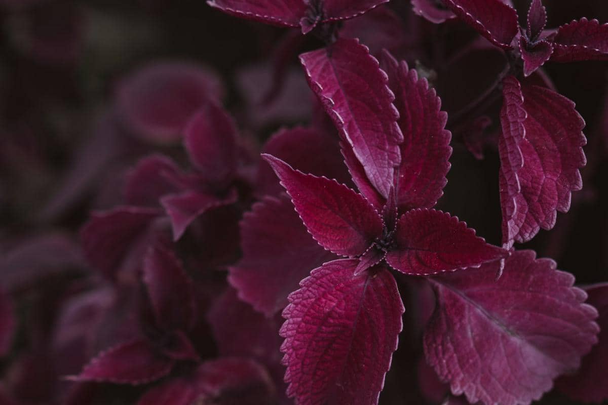 Asal-Usul Warna Burgundy dan Maknanya, Mulanya dari Wine