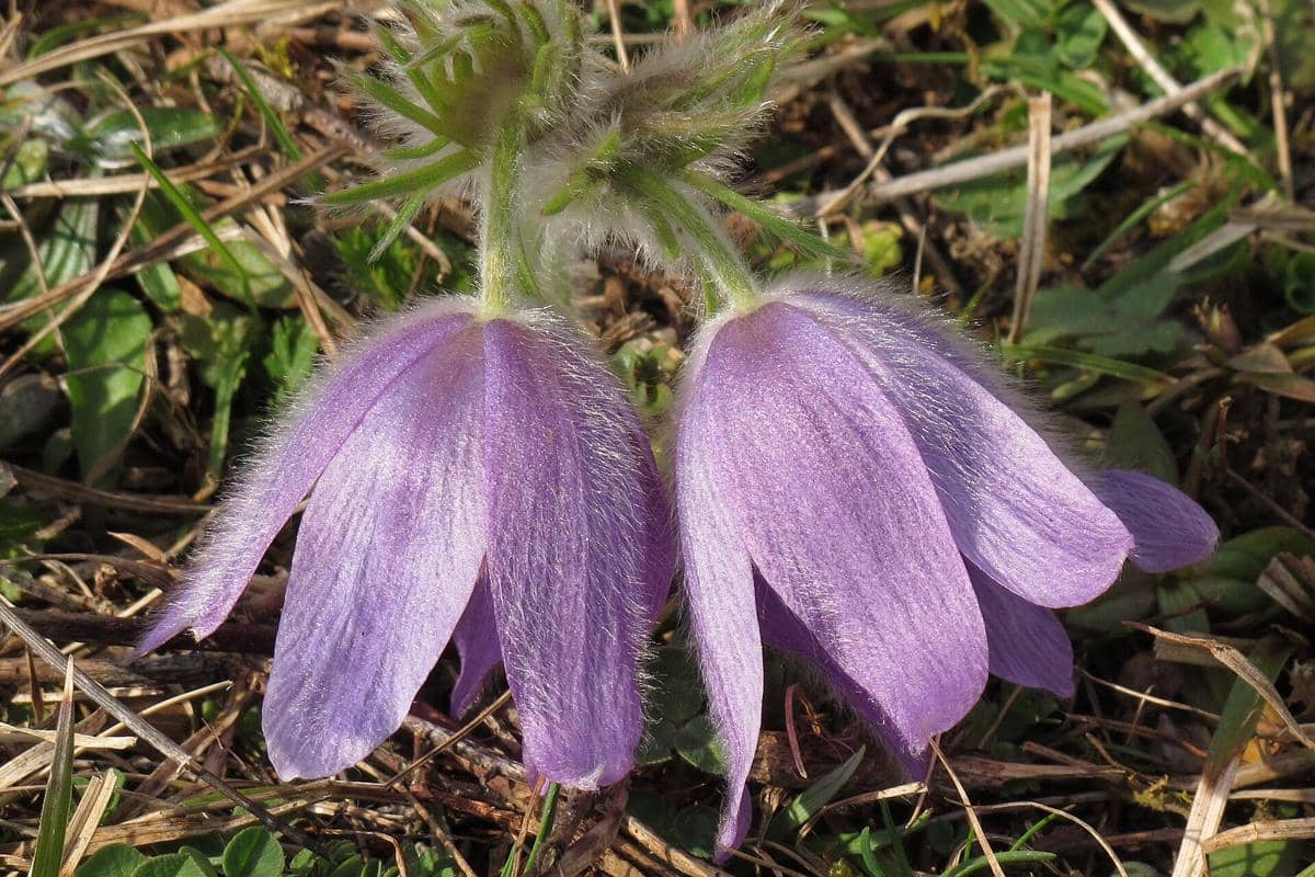 Pasque Flower