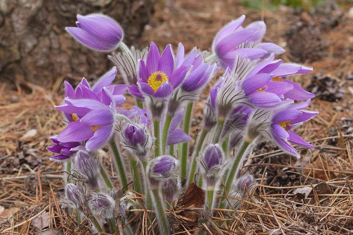 5 Fakta Pasque Flower, Bunga Berbulu Indah dari Dataran Eropa