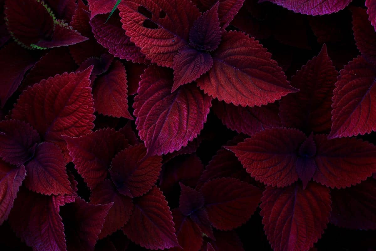 Perbedaan burgundy dengan warna lain