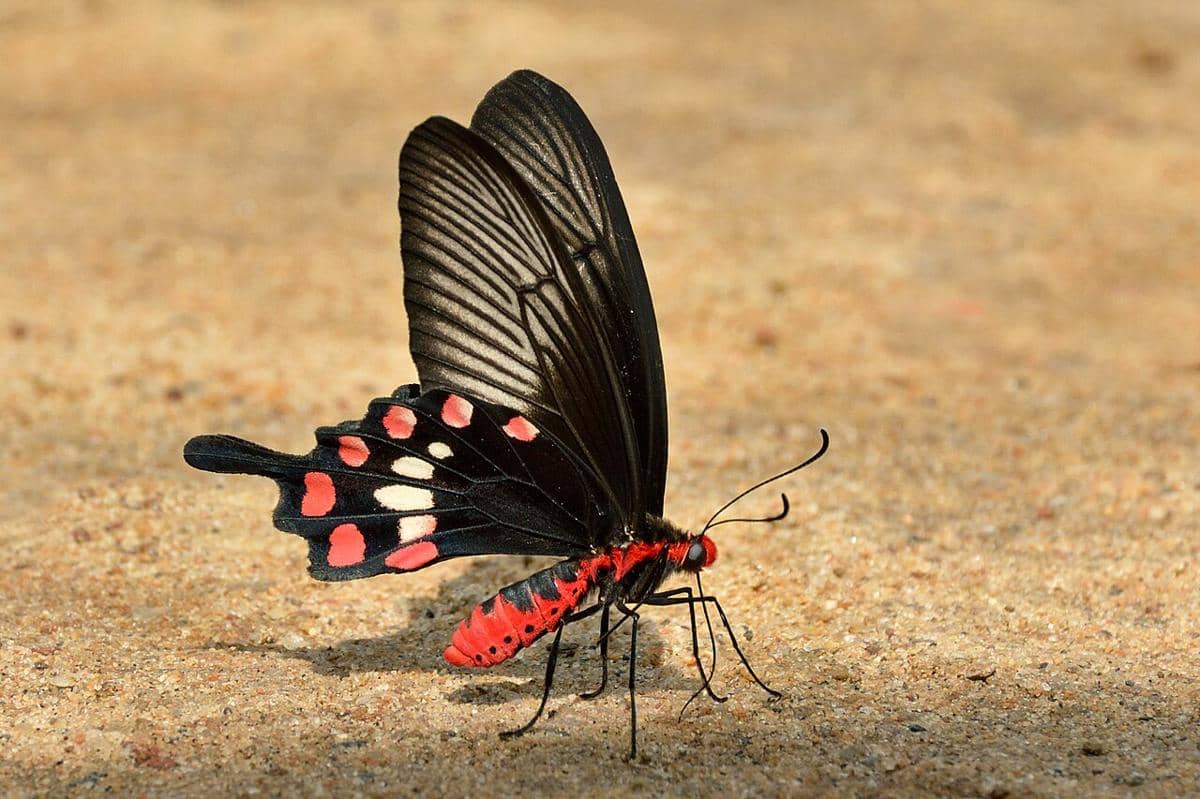 Common Rose (Pachliopta aristolochiae).