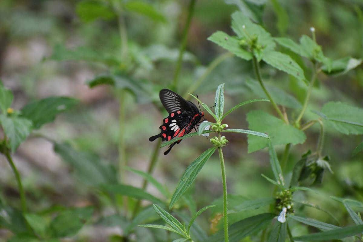 Common Rose (Pachliopta aristolochiae).