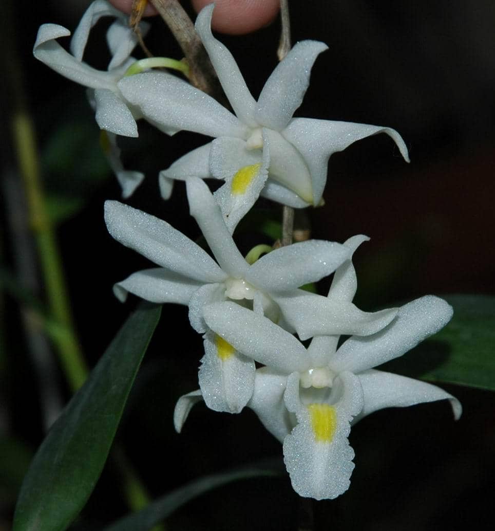ilustrasi dendrobium crumenatum
