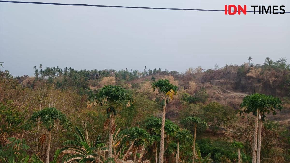 Lahan hangus dengan vegetasi kering dan sisa pepohonan di kawasan Ring Road Manado, Sulawesi Utara, usai kebakaran.