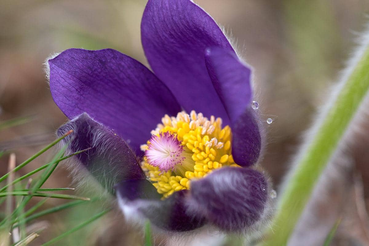 Pasque Flower