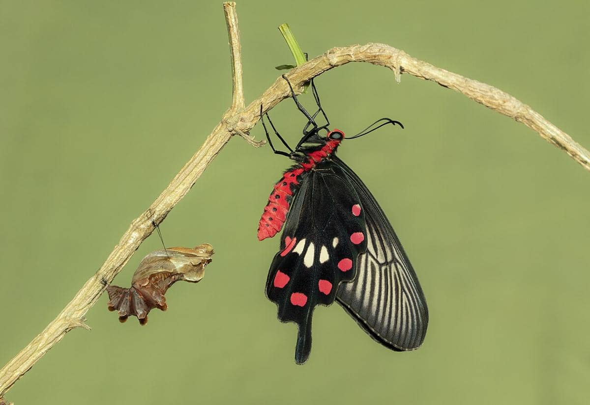 Common Rose (Pachliopta aristolochiae) yang baru muncul, tergantung di samping kepompongnya yang kosong.