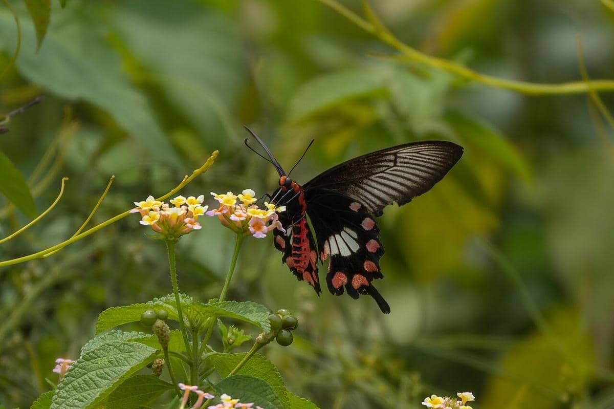 Common Rose (Pachliopta aristolochiae).