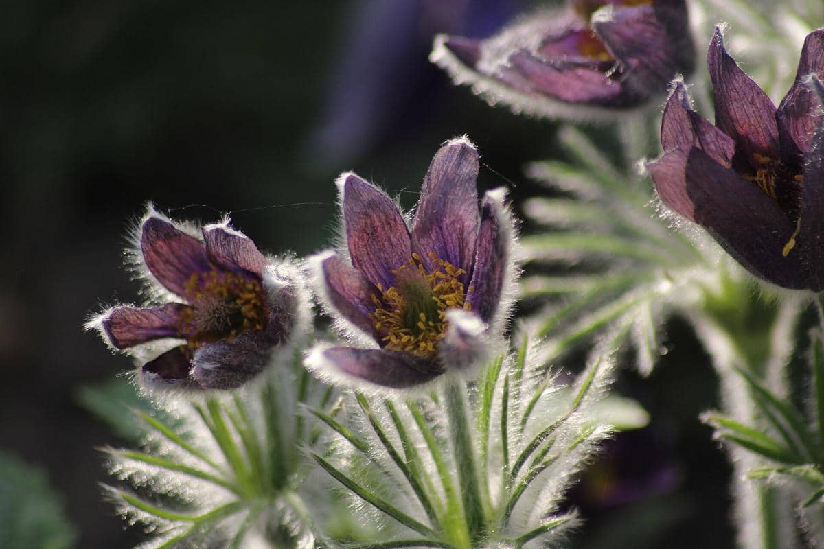 Pasque Flower