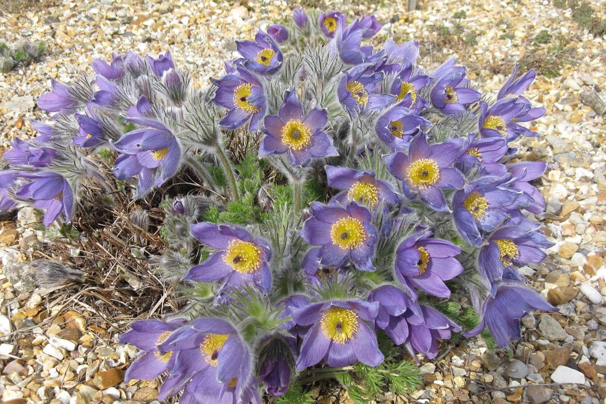 Pasque Flower