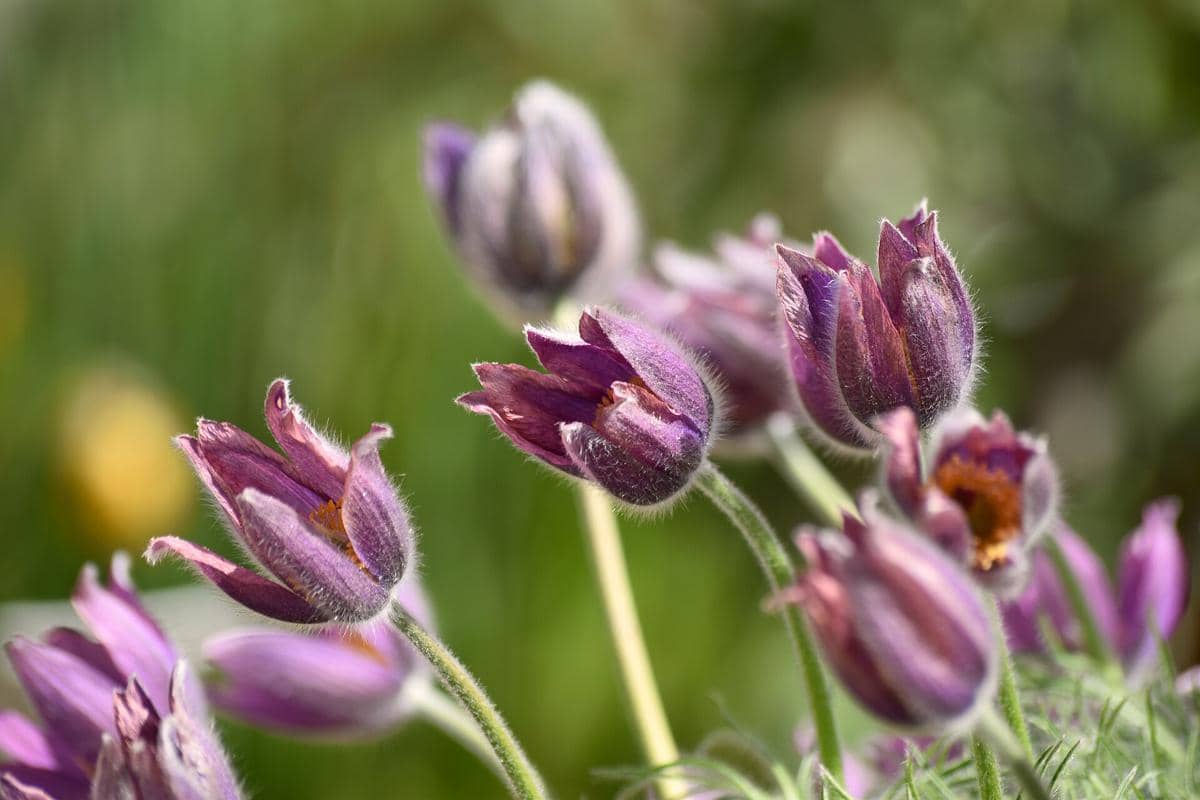 Pasque Flower