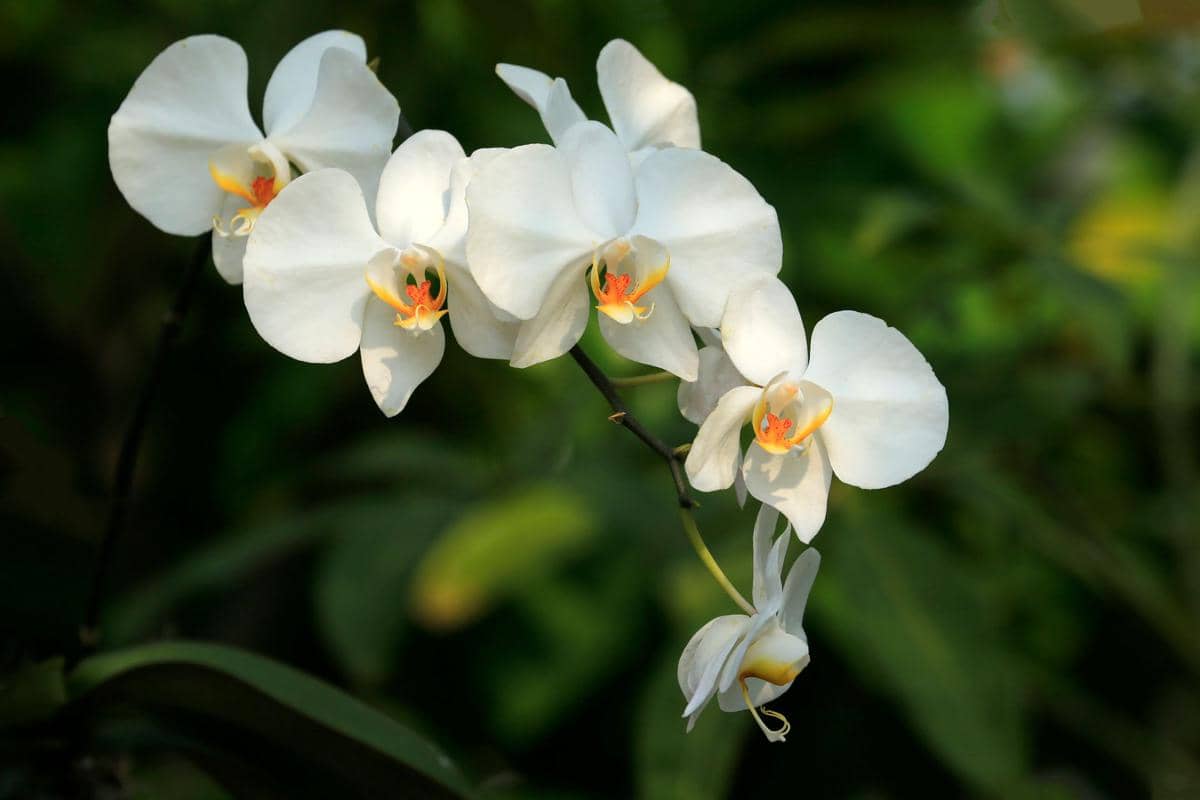 ilustrasi phalaenopsis amabilis