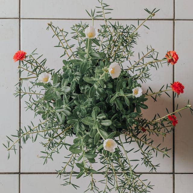 ilustrasi bunga portulaca